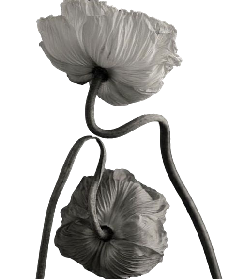 Portal Ella